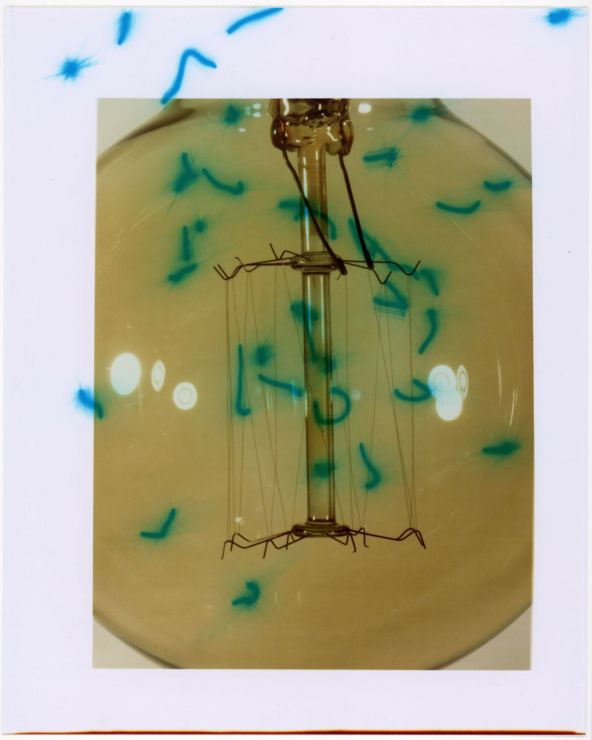 Bulb, 2026